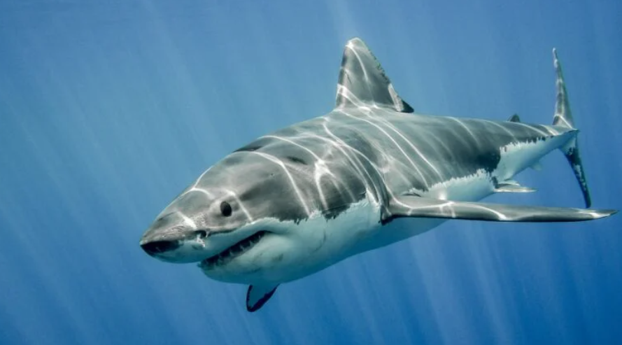 У Хургаді акула в морі з'їла росіянина: відео
