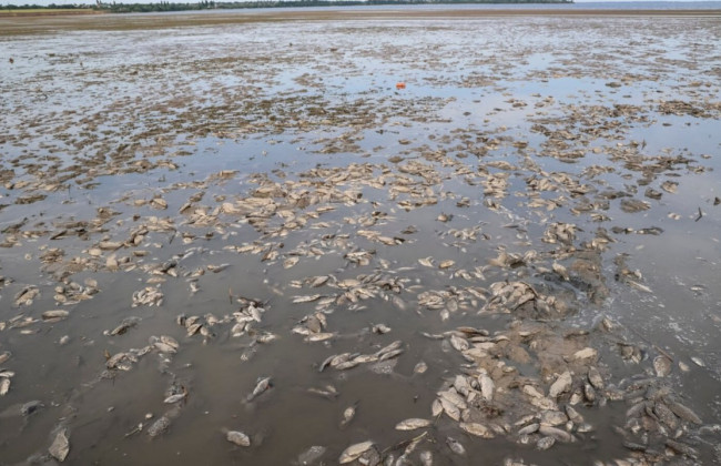 Масовий мор риби через підрив Каховської ГЕС: на Дніпропетровщині загинуло 28 000 рибин