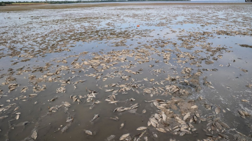 Масовий мор риби через підрив Каховської ГЕС: на Дніпропетровщині загинуло 28 000 рибин