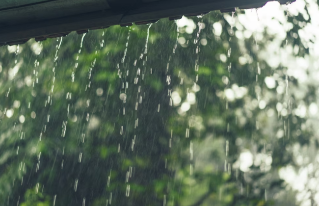 У Києві очікують грозу: куди телефонувати, якщо впало дерево чи зламалися гілки