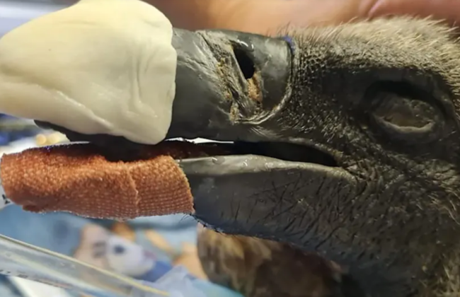Ветеринары провели первую в мире пересадку клюва стервятнику, фото