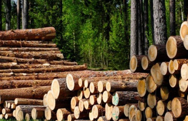 Допомагав окупантам облаштовувати позиції: судитимуть керівника лісомисливського господарства