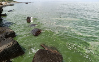 В Одессе «зацвело» море: фото и видео