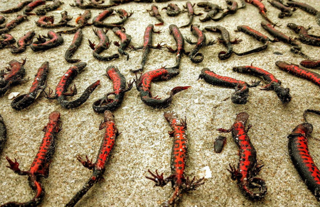 Через російський теракт на Каховській ГЕС загинули 149 червонокнижних тритонів: фото