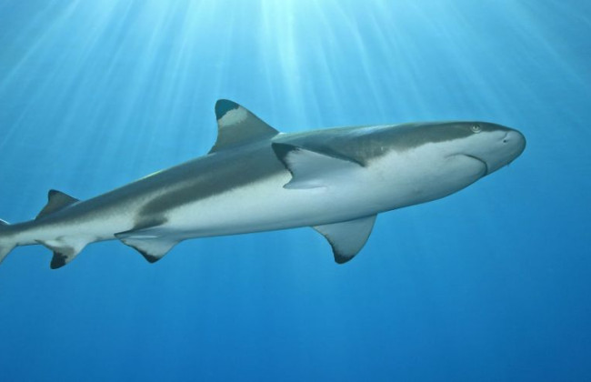 В Киеве предлагают установить фонтан-памятник акуле, которая съела россиянина