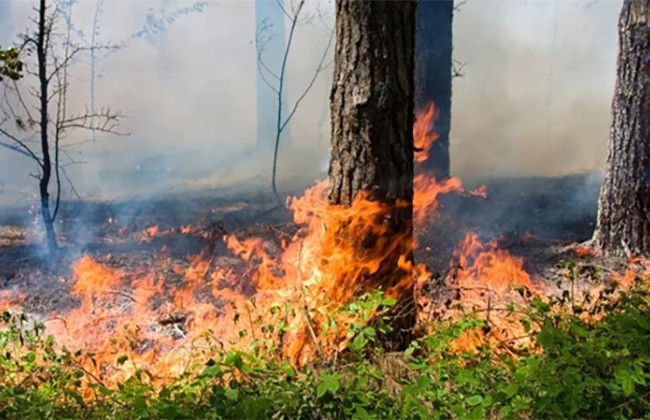 В Україні оголосили про небезпеку виникнення лісових пожеж: слід бути обережними
