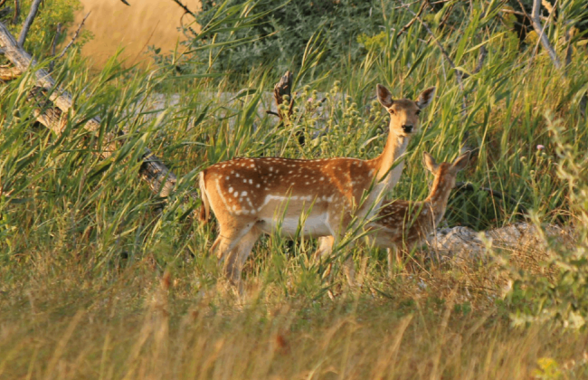 Збитки від загибелі диких тварин на Херсонщині оцінюються у 883 млн гривень, — Міндовкілля