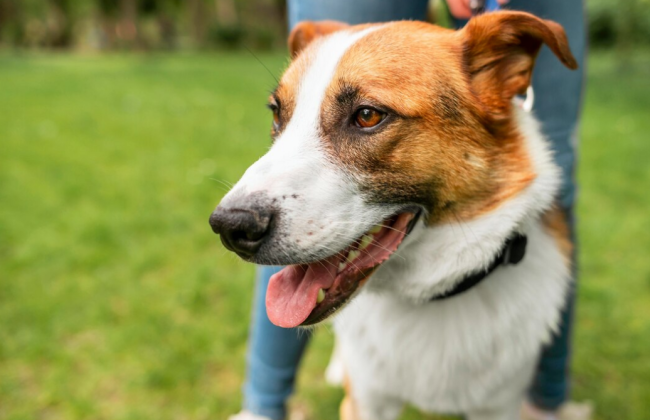 Який рівень забрудненості повітря та радіаційний фон у Києві 19 червня