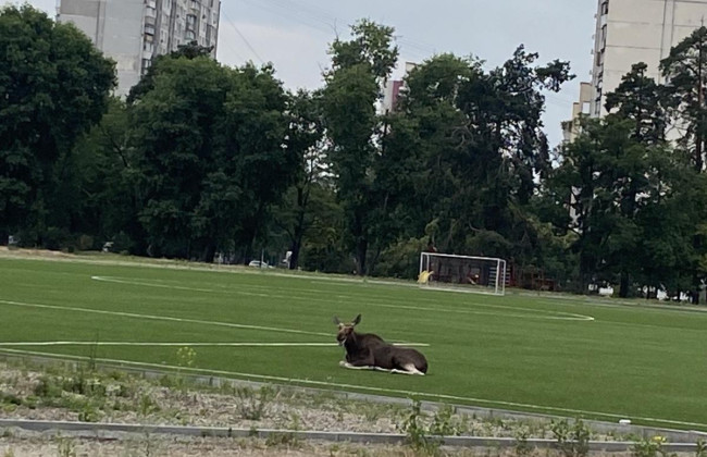 В Киеве заметили лося, который гуляет в парке: фото
