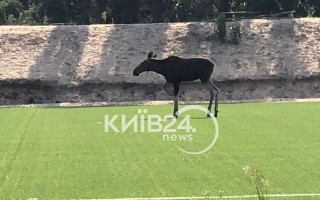 В лося, который пришел на стадион в Киеве, есть подозрение, что образовался тромб – ветеринар