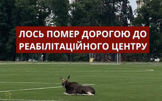 Лось, якого помітили у парку Партизанської слави в Києві, помер, — Центр порятунку диких тварин