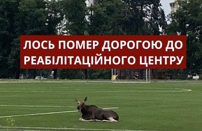 Лось, якого помітили у парку Партизанської слави в Києві, помер, — Центр порятунку диких тварин