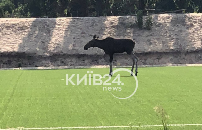 У лося, який прийшов на стадіон у Києві, є підозра, що утворився тромб – ветеринар