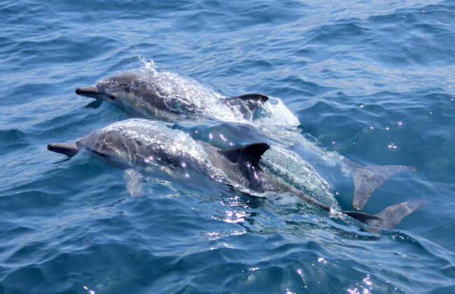 россия использует дельфинов для защиты базы черноморского флота в Севастополе, — британская разведка