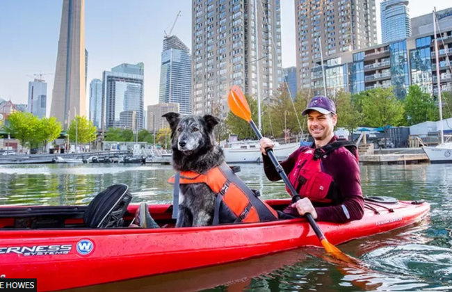 На должность мэра Торонто баллотируется пес – у него даже есть предвыборная кампания