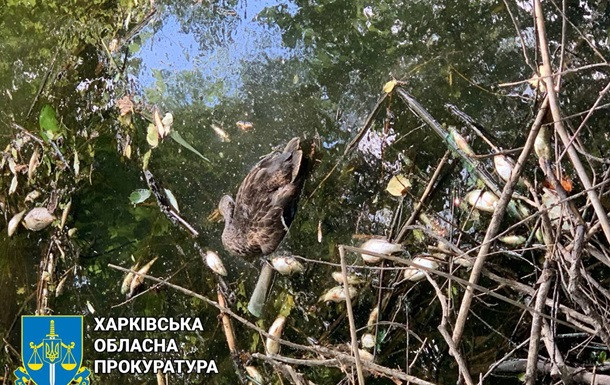 Під Харковом зафіксовано масову загибель риби і диких качок