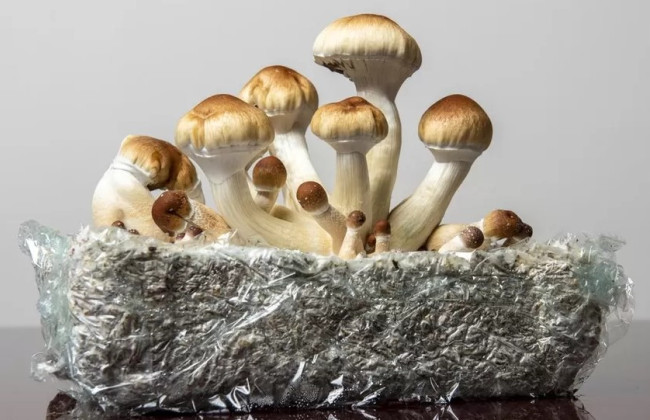 Австралія перша у світі легалізувала психоделічну терапію