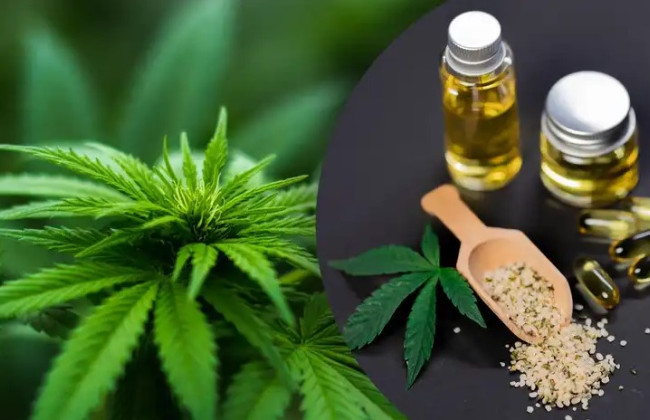 Рада планує на найближчому засіданні розглянути законопроєкт про легалізацію медичного канабісу - депутат