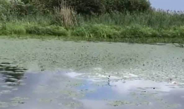 У Київському водосховищі зафіксували серйозний мор риби, відео