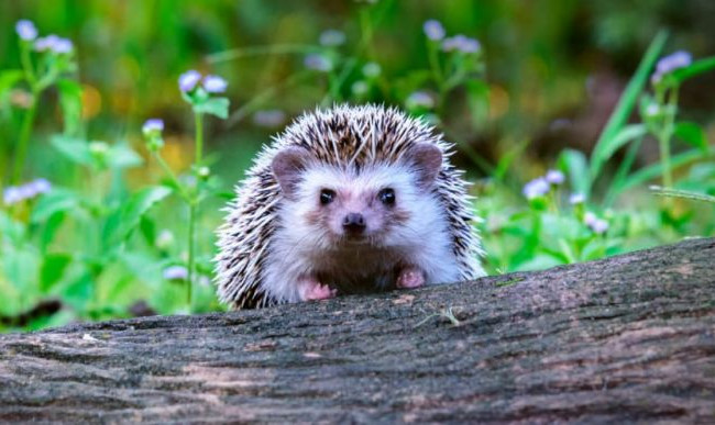 У Києві за допомогою екскаватора врятували їжака, який невдало відкрив «пляжний сезон»