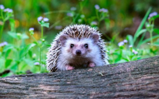 В Киеве с помощью экскаватора спасли ежа, который неудачно открыл «пляжный сезон»