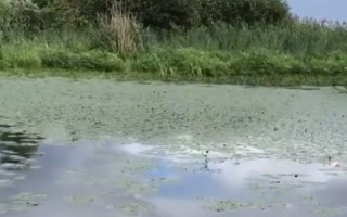 В Киевском водохранилище зафиксировали серьезный мор рыбы, видео