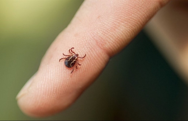 Что делать, если укусил клещ: Минздрав опубликовал инструкцию