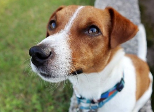 Пес Патрон потрапив під обстріл у Харківській області