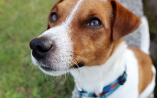 Пес Патрон попал под обстрел в Харьковской области