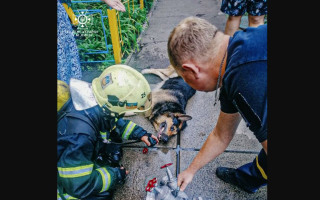 У Києві вогнеборці врятували песика із палаючої квартири, фото