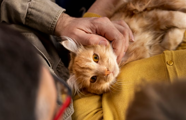 У червні кияни взяли в родини рекордну кількість безпритульних тварин