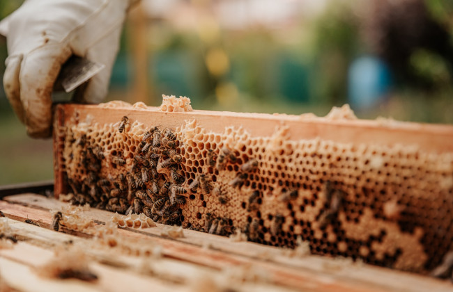 Минкультуры включило в Нацперечень нематериального культурного наследия Украины 5 новых позиций