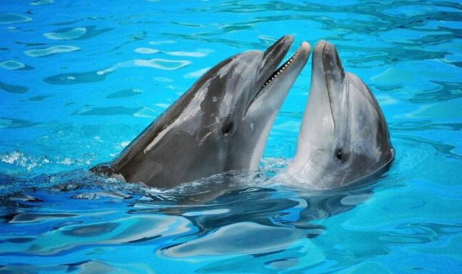 В Японии дельфины напали на четырех пловцов