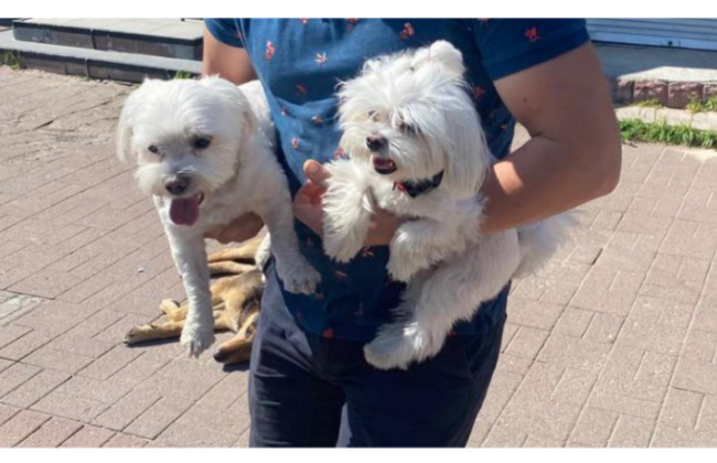 На Київщині провели профілактичну бесіду з чоловіком, який залишив двох собак зачиненими в авто