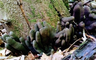 Пальці мерця: на Дніпропетровщині знайшли найжахливіший гриб у світі, фото