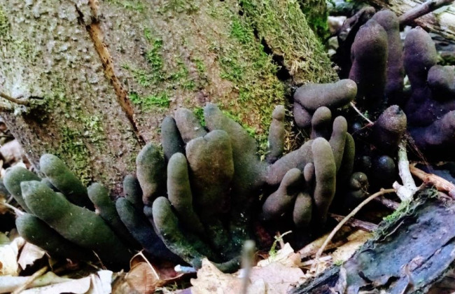 Пальцы мертвеца: на Днепропетровщине нашли самый ужасный гриб в мире, фото