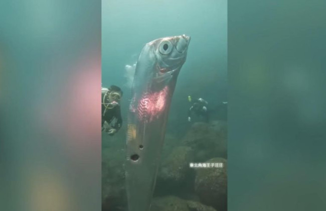 Біля берегів Тайваню помітили величезну «рибу судного дня», відео