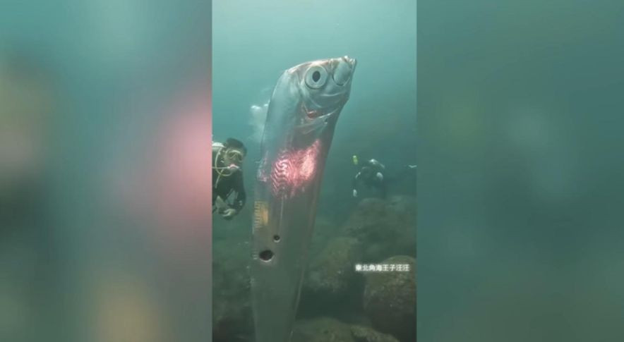 У берегов Тайваня заметили огромную «рыбу Судного дня», видео