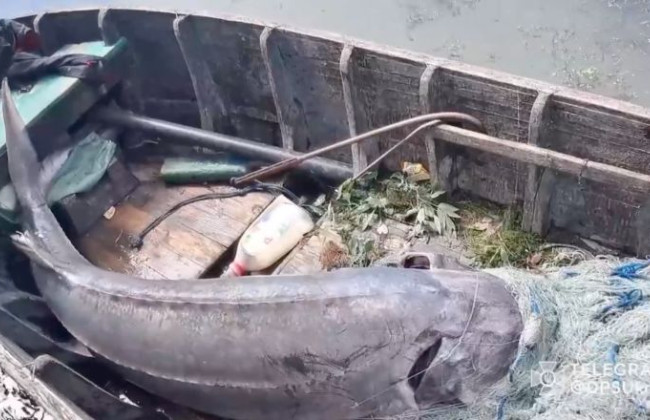 На Одещині браконьєри вбили величезну червонокнижну білугу, відео