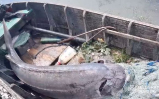 На Одещині браконьєри вбили величезну червонокнижну білугу, відео