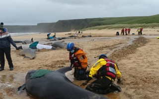 В Шотландии 55 китов-гринд выбросились на берег, фото