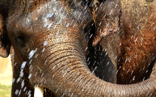 Для мешканців Київзоо влаштували СПА-процедури: фото