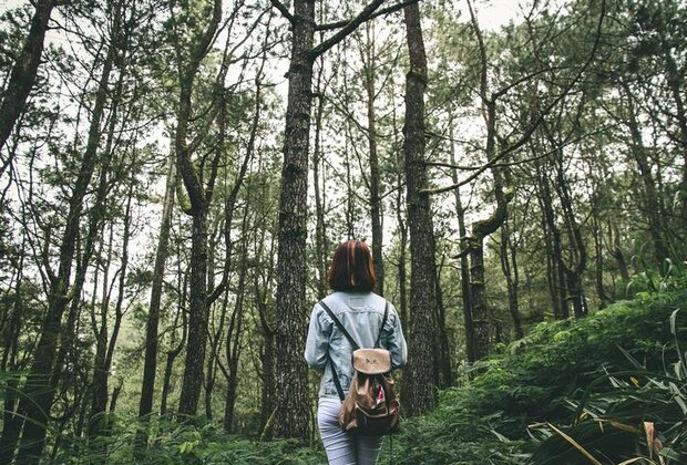 На Закарпатті заборонили відвідувати ліси
