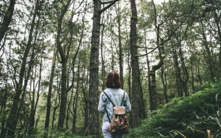 На Закарпатті заборонили відвідувати ліси