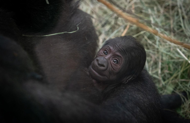 В США горилла Салли, которую считали самцом, родила малыша