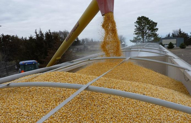 Німеччина і Франція проти продовження обмежень на експорт українського зерна до 5 країн ЄС