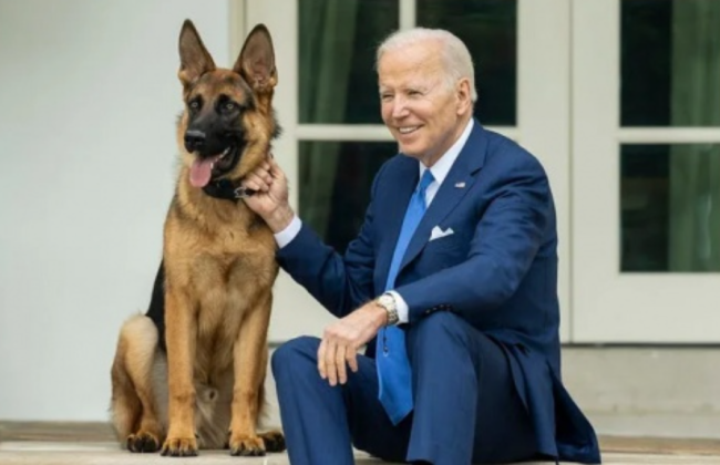 Пес Байдена покусав співробітників спецслужб США: у Білому дому таку поведінку назвали стресом