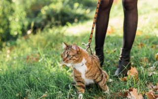 Який стан повітря та радіаційний фон у Києві 29 липня