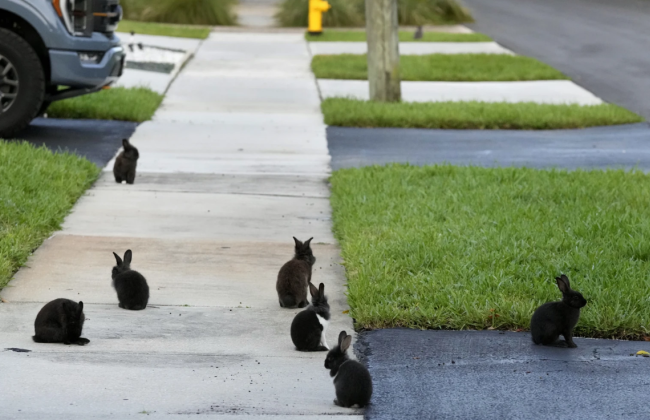 Пригород Флориды столкнулся с нашествием кроликов после того, как заводчик выпустил их на свободу