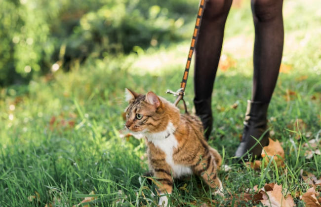 Який стан повітря та радіаційний фон у Києві 29 липня